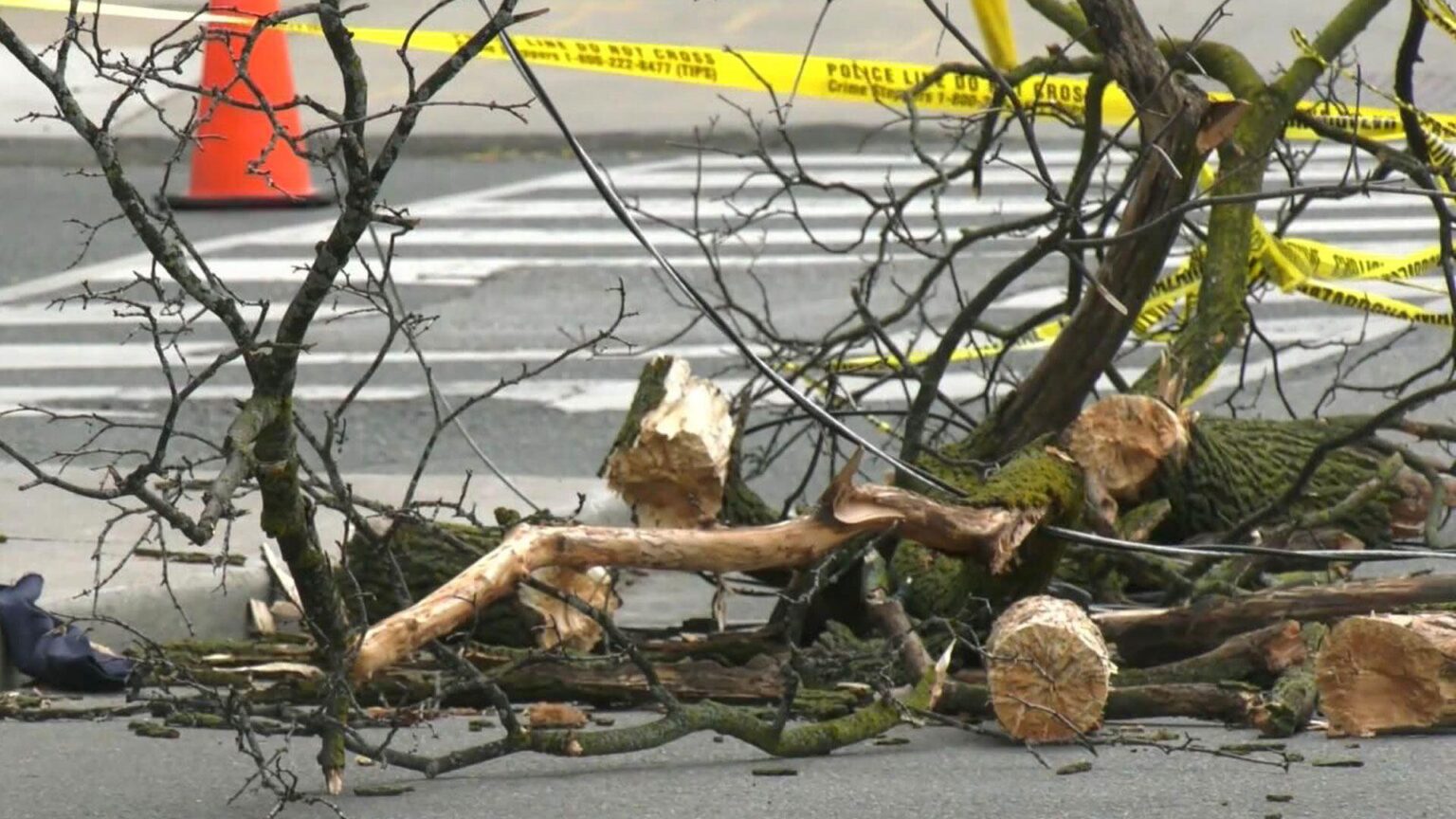 Tragic Accident: Woman Fatally Struck by Falling Tree at Hibernia County Park in Chester County Woman struck, killed by tree at Hibernia County Park in Chester County, Pa. – NBC10 Philadelphia