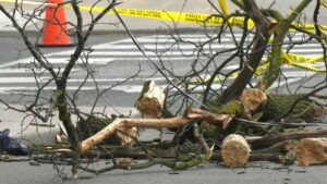 Woman struck, killed by tree at Hibernia County Park in Chester County, Pa. – NBC10 Philadelphia
