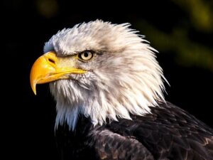 Philadelphia Eagles vs. New York Giants: Expert Predictions, Picks, and Odds for NFL Week 6 Showdown Philadelphia Eagles at New York Giants: Predictions, picks and odds for NFL Week 6 game – USA Today