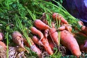 DeSean Jackson’s Exciting Journey: From NFL Stardom to DSU Spotlight DeSean Jackson: From the NFL to DSU – The News Journal