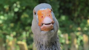 As Minneapolis shooting stirs fears of state violence, several Black Panther Party members made their presence known in Philly – inquirer.com