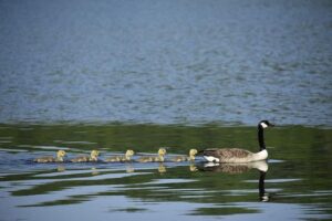 The Aristocrat in Politics: Gifford Pinchot of Pennsylvania – The Knoxville Focus