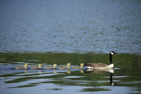 The Aristocrat in Politics: Gifford Pinchot of Pennsylvania – The Knoxville Focus